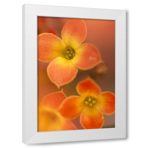 Orange Blossom I  White Modern Wood Framed Art Print by Connolly, Karin