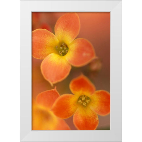 Orange Blossom I  White Modern Wood Framed Art Print by Connolly, Karin
