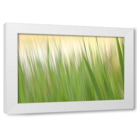 Fresh Green Grass  White Modern Wood Framed Art Print by Connolly, Karin