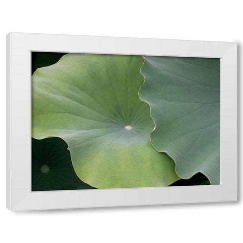 Lotus III White Modern Wood Framed Art Print by Christensen, Jim