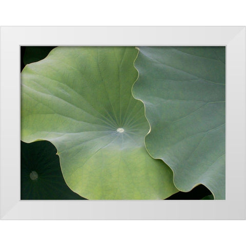 Lotus III White Modern Wood Framed Art Print by Christensen, Jim