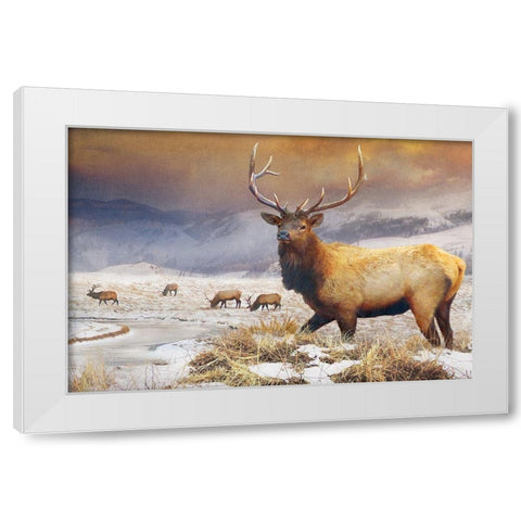 Jackson Refuge Elk White Modern Wood Framed Art Print by Vest, Chris