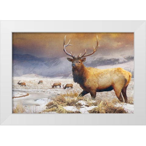 Jackson Refuge Elk White Modern Wood Framed Art Print by Vest, Chris