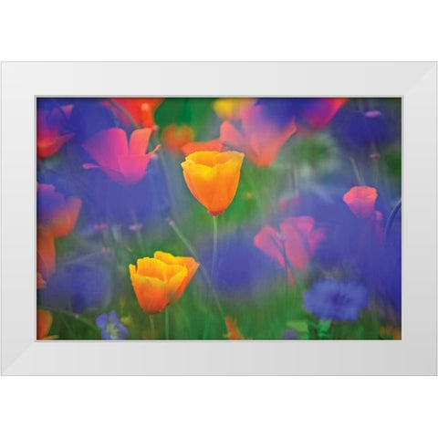 Tulipia White Modern Wood Framed Art Print by Frates, Dennis