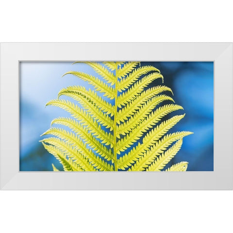 Poise White Modern Wood Framed Art Print by Kirshner, Dmitry