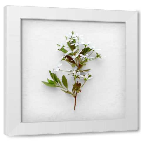 Greener Fragment White Modern Wood Framed Art Print by Savogne, Daniela