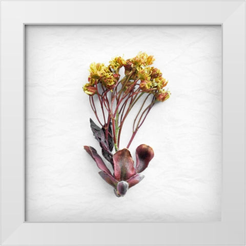 Jumping for Yellow  White Modern Wood Framed Art Print by Savogne, Daniela