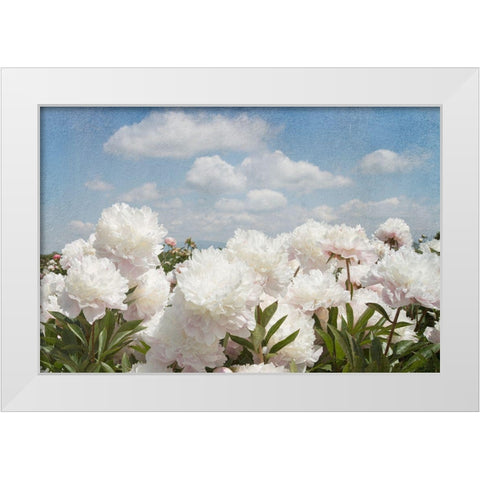 Peonie Sunshine I White Modern Wood Framed Art Print by Lane, Georgianna