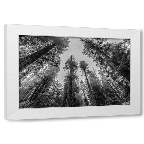 Sequoia Tree Forest Sky Black and White White Modern Wood Framed Art Print by Nature Magick