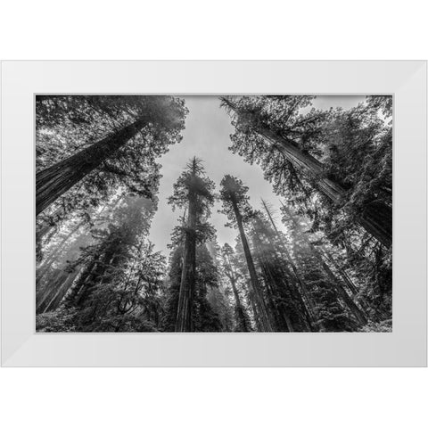 Sequoia Tree Forest Sky Black and White White Modern Wood Framed Art Print by Nature Magick