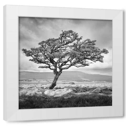 Reaching Upwards White Modern Wood Framed Art Print by Henson, Martin