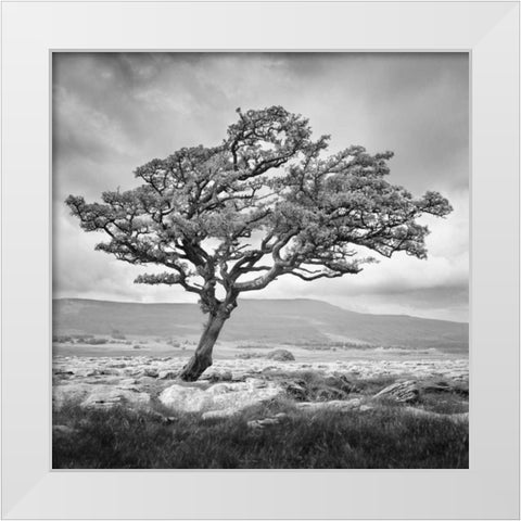 Reaching Upwards White Modern Wood Framed Art Print by Henson, Martin