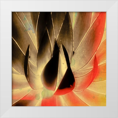 Aloe in the Sun III White Modern Wood Framed Art Print by Hartson-Weddle, Ryan