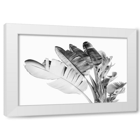 Tropical Velvet I - BW  White Modern Wood Framed Art Print by Hartson- Weddle, Ryan