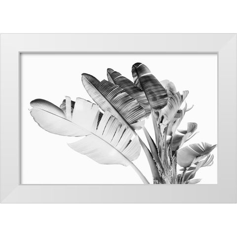 Tropical Velvet I - BW  White Modern Wood Framed Art Print by Hartson- Weddle, Ryan