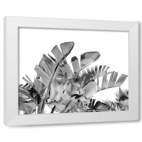 Tropical Velvet III - B-W  White Modern Wood Framed Art Print by Harston-Weddle, Ryan
