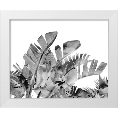 Tropical Velvet III - B-W  White Modern Wood Framed Art Print by Harston-Weddle, Ryan
