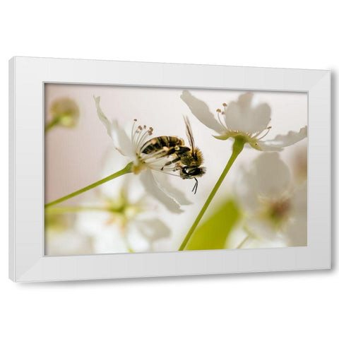 Sweet Melody II   White Modern Wood Framed Art Print by Weddle, Ryan Hartson