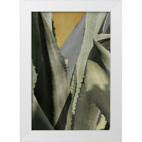 Agave Deserti I White Modern Wood Framed Art Print by Valner, Jessica
