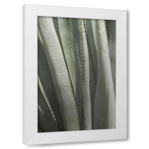 Agave Deserti II White Modern Wood Framed Art Print by Valner, Jessica