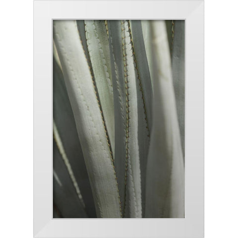 Agave Deserti II White Modern Wood Framed Art Print by Valner, Jessica