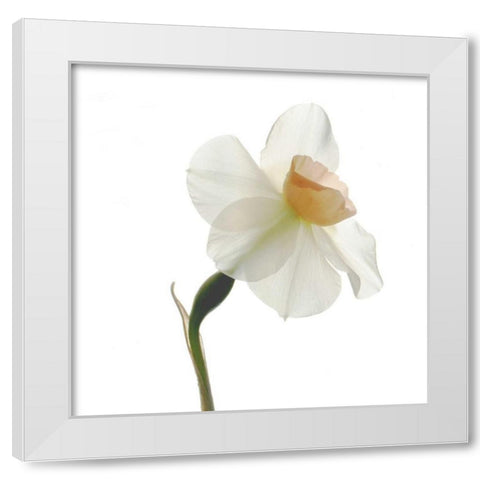 Rise White Modern Wood Framed Art Print by Stalus, Judy