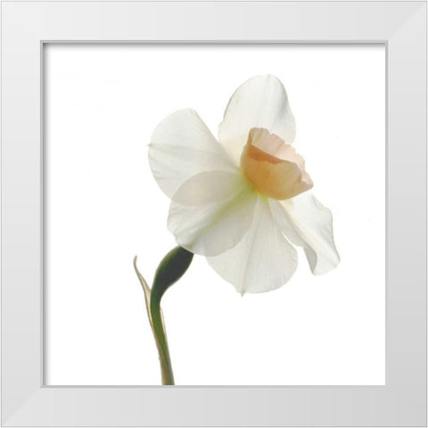 Rise White Modern Wood Framed Art Print by Stalus, Judy