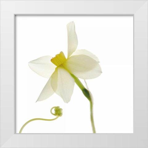 Bowing White Modern Wood Framed Art Print by Stalus, Judy