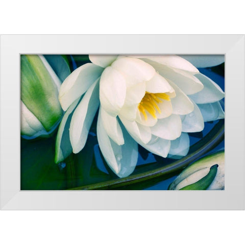 Calico White Modern Wood Framed Art Print by Stalus, Judy