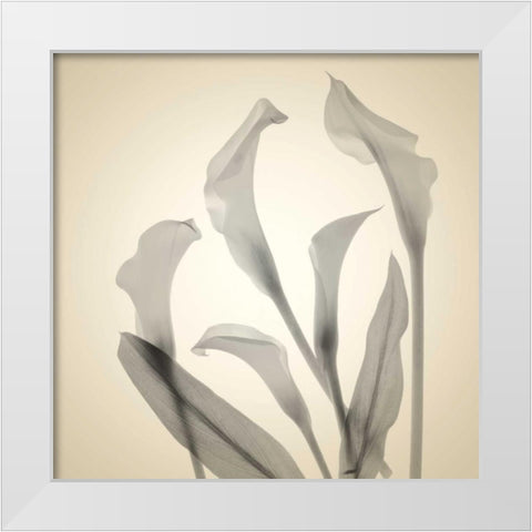 Daisy Duo White Modern Wood Framed Art Print by Stalus, Judy