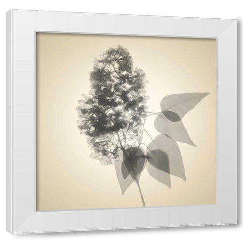 Daisy Bouquet White Modern Wood Framed Art Print by Stalus, Judy