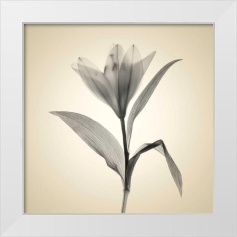 Maples White Modern Wood Framed Art Print by Stalus, Judy