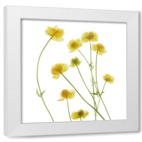 Buttercup White Modern Wood Framed Art Print by Stalus, Judy