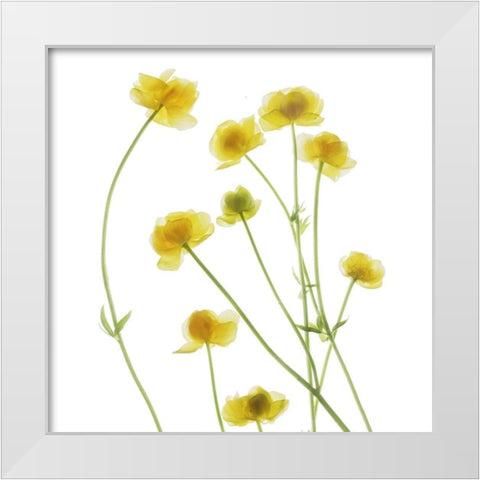 Buttercup White Modern Wood Framed Art Print by Stalus, Judy