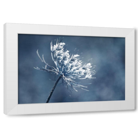Queen Anne I  White Modern Wood Framed Art Print by Stalus, Judy