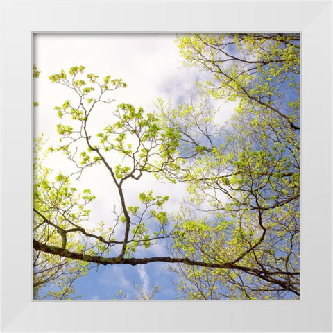 Spring Sky I White Modern Wood Framed Art Print by Stalus, Judy