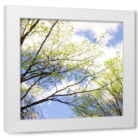 Spring Sky II White Modern Wood Framed Art Print by Stalus, Judy