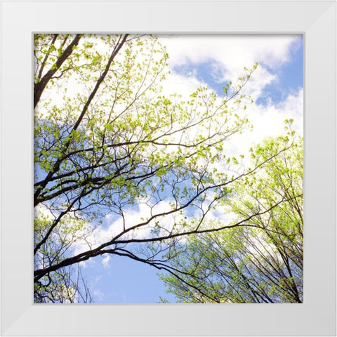 Spring Sky II White Modern Wood Framed Art Print by Stalus, Judy