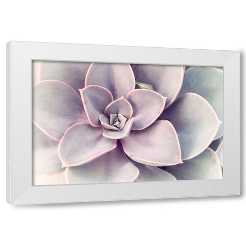 Purple Succulent  White Modern Wood Framed Art Print by Stalus, Judy