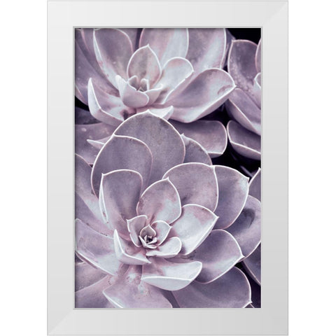 Violet Succulents  White Modern Wood Framed Art Print by Stalus, Judy