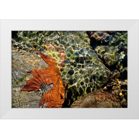 Carmanah Creek I White Modern Wood Framed Art Print by Friesen, Jeff