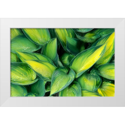 Varigated Plantain Lily  White Modern Wood Framed Art Print by Kearney, Franklin J.