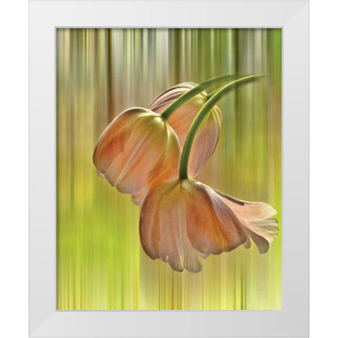 Tulip Free Fall White Modern Wood Framed Art Print by Von Knobloch, Karen