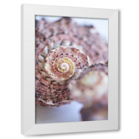 Purple Conch II White Modern Wood Framed Art Print by Millet, Karyn