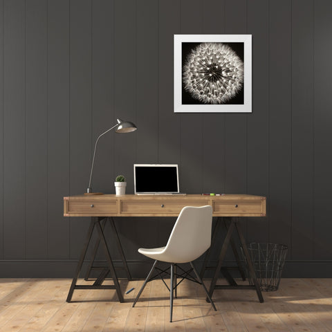 Dandelion I White Modern Wood Framed Art Print by Campbell, Dawn