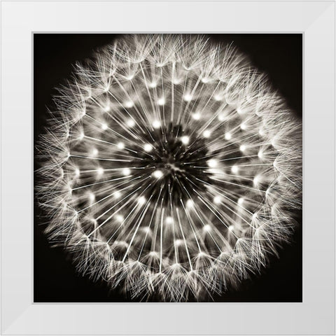 Dandelion I White Modern Wood Framed Art Print by Campbell, Dawn