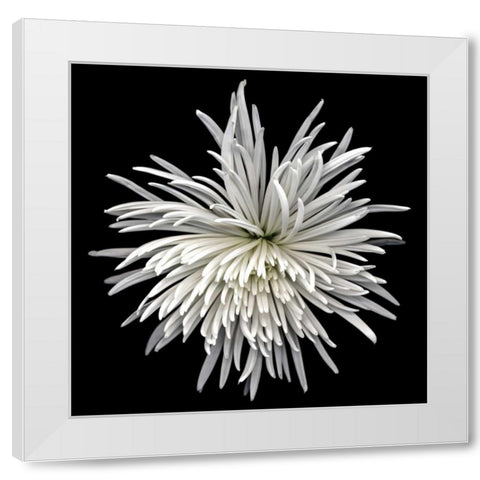 Mauimum White Modern Wood Framed Art Print by Le Blanc, Dawn