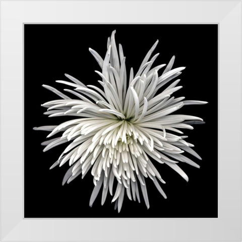 Mauimum White Modern Wood Framed Art Print by Le Blanc, Dawn