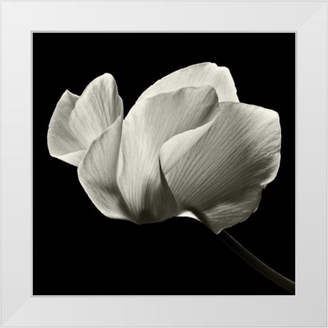 Numen White Modern Wood Framed Art Print by Le Blanc, Dawn