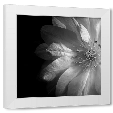 Clematis White Modern Wood Framed Art Print by Le Blanc, Dawn